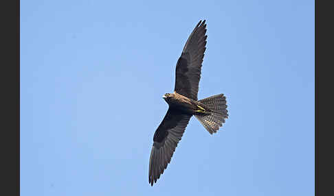 Eleonorenfalke (Falco eleonorae)