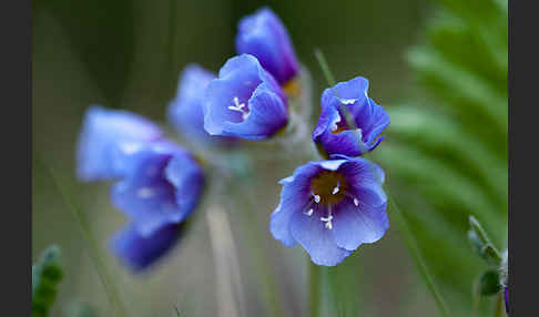 Himmelsleiter (Polemonium boreale)