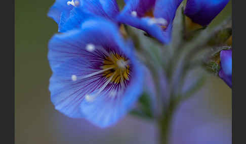 Himmelsleiter (Polemonium boreale)