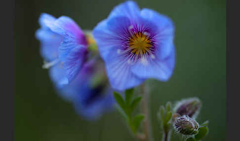 Himmelsleiter (Polemonium boreale)