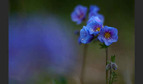 Himmelsleiter (Polemonium boreale)