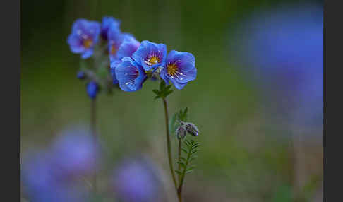 Himmelsleiter (Polemonium boreale)