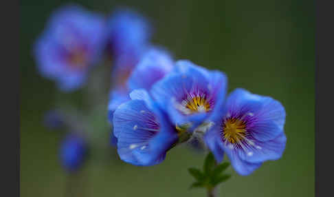 Himmelsleiter (Polemonium boreale)