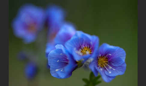 Himmelsleiter (Polemonium boreale)