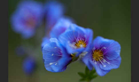 Himmelsleiter (Polemonium boreale)