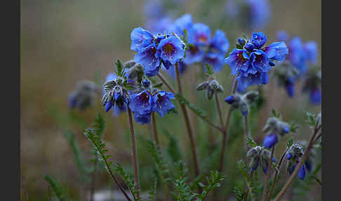 Himmelsleiter (Polemonium boreale)