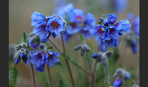 Himmelsleiter (Polemonium boreale)