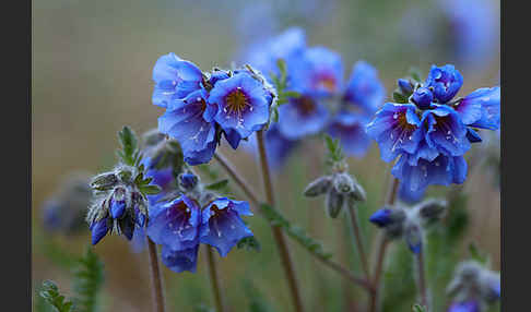 Himmelsleiter (Polemonium boreale)