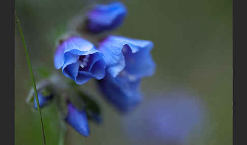 Himmelsleiter (Polemonium boreale)