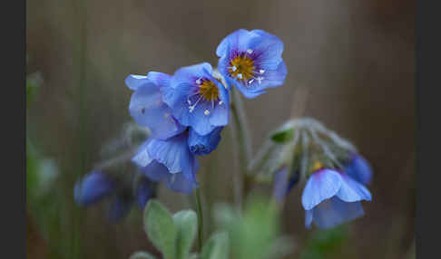 Himmelsleiter (Polemonium boreale)