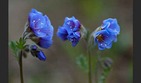 Himmelsleiter (Polemonium boreale)