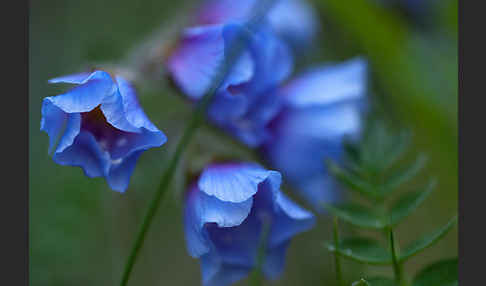 Himmelsleiter (Polemonium boreale)