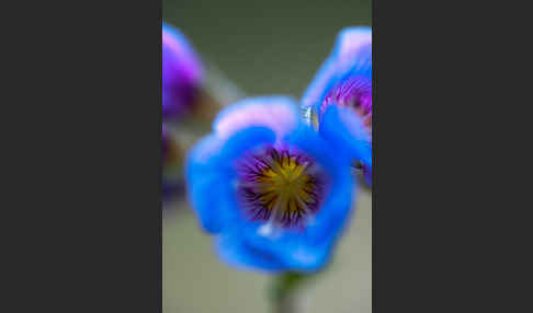 Himmelsleiter (Polemonium boreale)