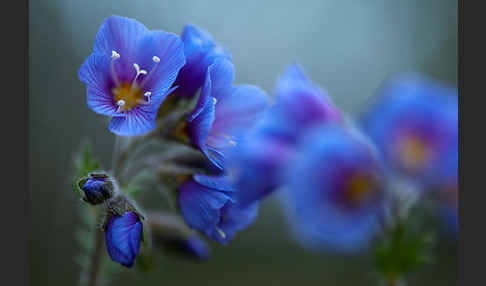 Himmelsleiter (Polemonium boreale)