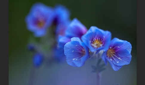 Himmelsleiter (Polemonium boreale)