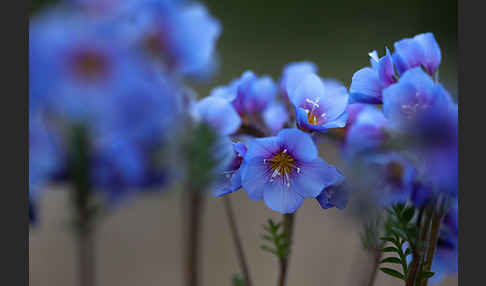 Himmelsleiter (Polemonium boreale)