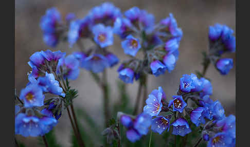 Himmelsleiter (Polemonium boreale)