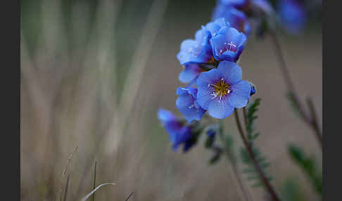 Himmelsleiter (Polemonium boreale)