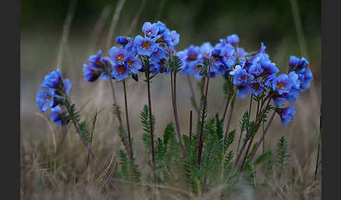 Himmelsleiter (Polemonium boreale)