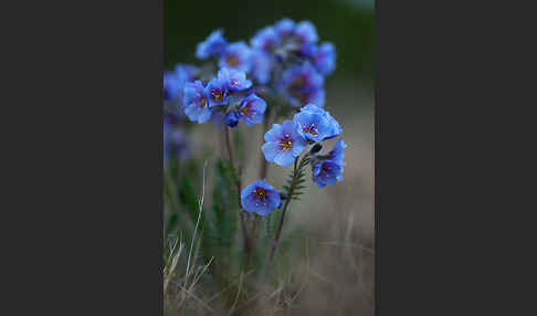 Himmelsleiter (Polemonium boreale)