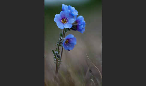 Himmelsleiter (Polemonium boreale)