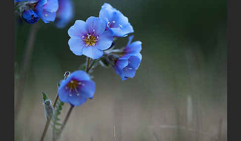 Himmelsleiter (Polemonium boreale)