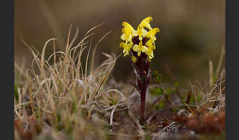 Läusekraut spec. (Pedicularis spec.)