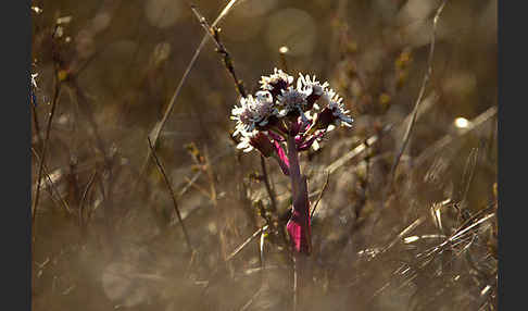 Nardosmia angulosa (Nardosmia angulosa)