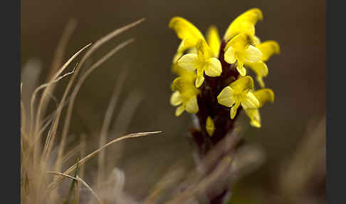 Läusekraut spec. (Pedicularis spec.)