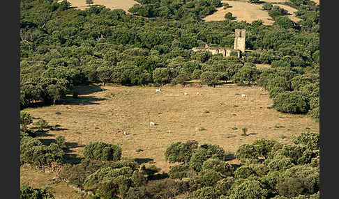 Steineiche (Quercus ilex)