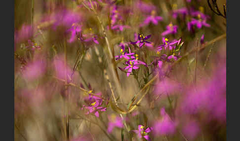 Echtes Tausendgüldenkraut (Centaurium erythraea)