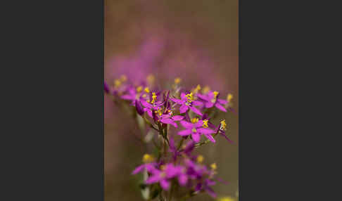 Echtes Tausendgüldenkraut (Centaurium erythraea)