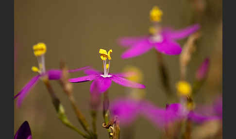 Echtes Tausendgüldenkraut (Centaurium erythraea)