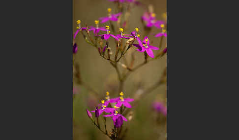 Echtes Tausendgüldenkraut (Centaurium erythraea)