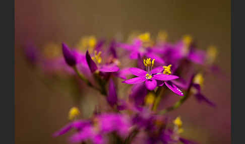 Echtes Tausendgüldenkraut (Centaurium erythraea)