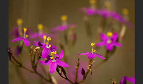 Echtes Tausendgüldenkraut (Centaurium erythraea)