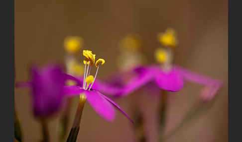 Echtes Tausendgüldenkraut (Centaurium erythraea)