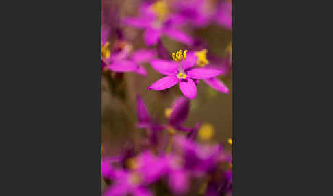 Echtes Tausendgüldenkraut (Centaurium erythraea)