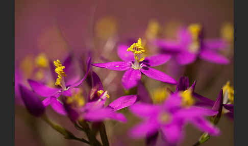 Echtes Tausendgüldenkraut (Centaurium erythraea)