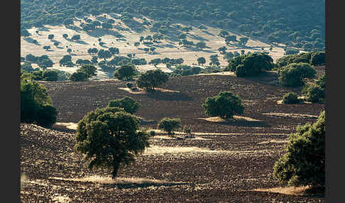 Steineiche (Quercus ilex)