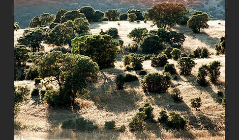 Steineiche (Quercus ilex)