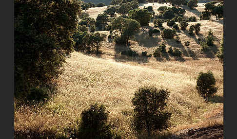 Steineiche (Quercus ilex)