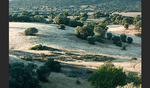 Steineiche (Quercus ilex)