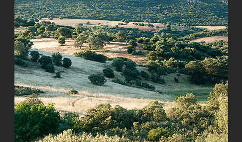 Steineiche (Quercus ilex)