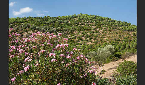 Oleander (Nerium oleander)