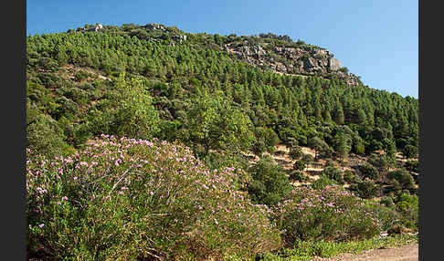 Oleander (Nerium oleander)