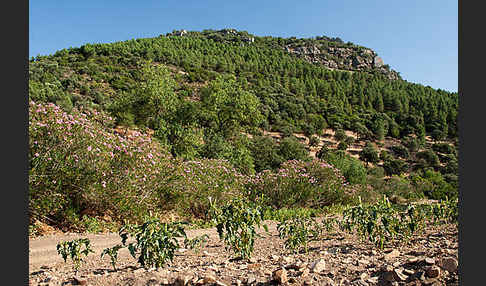 Oleander (Nerium oleander)