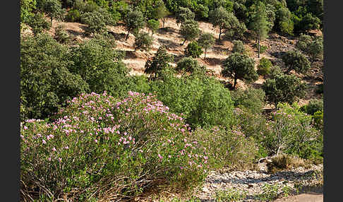 Oleander (Nerium oleander)