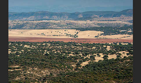 Spanien (Spain)