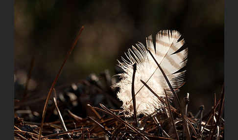 Habicht (Accipiter gentilis)